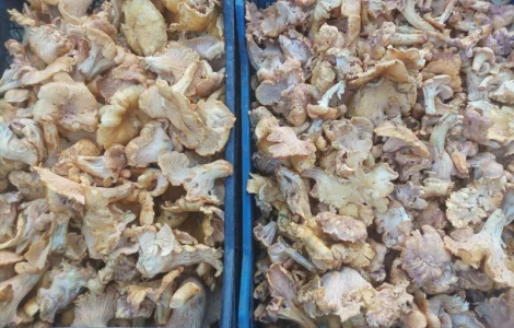 Продам Лисички сушені, якість хороша