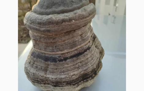 Продам трутовик справжній