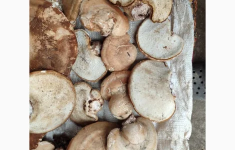 Продам трутовик березовий