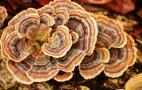 Продам гриб-трутовик траметес разноцветный