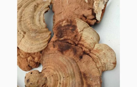 Продам трутовик плоский