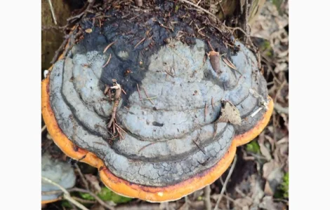 Продам трутовик окантований