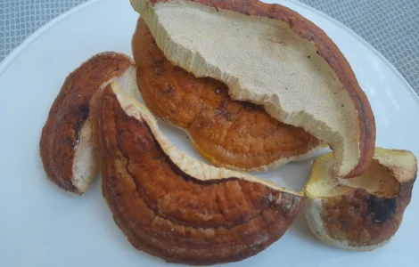 Трутовик облямований