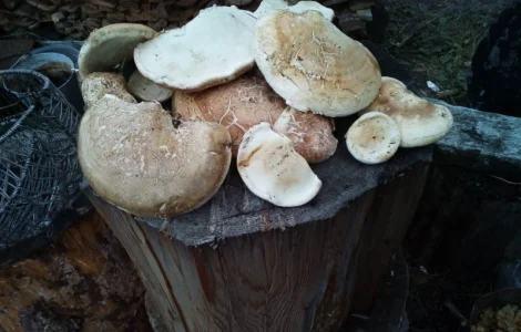 Продам трутовик березовий, губка березова (ціна за 1 кілограм)