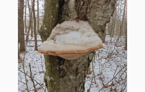 Гриб трутовик справжній