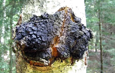 Гриб чага (березова)