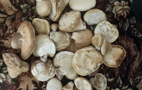 Продам трутовик Березова губка сухий