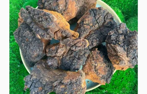 Гриб чага, сушений гриб чага