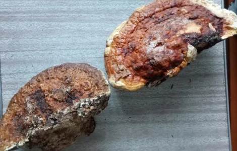 Продам гриб трутовик облямований (окаймлённый) + гриб трутовик звичайний