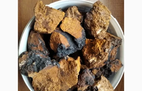 Березовый гриб - чага