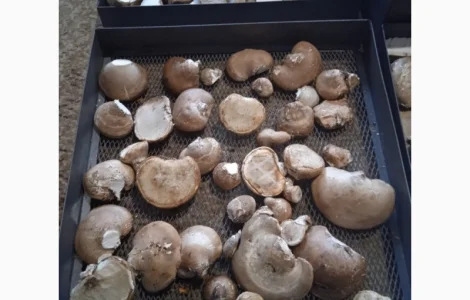 Трутовик берёзовая губка