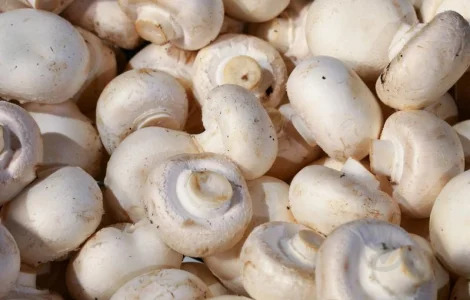Куплю шампиньоны на переработку