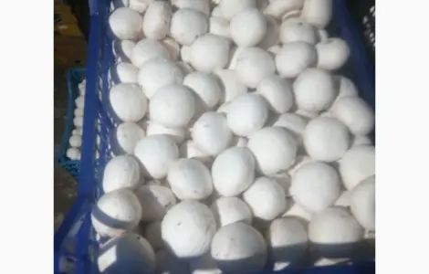 Пропозиція: свіжі шампіньйони