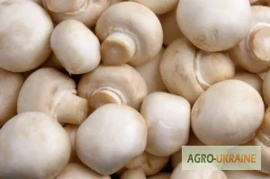 Продам грибы шампіньйони