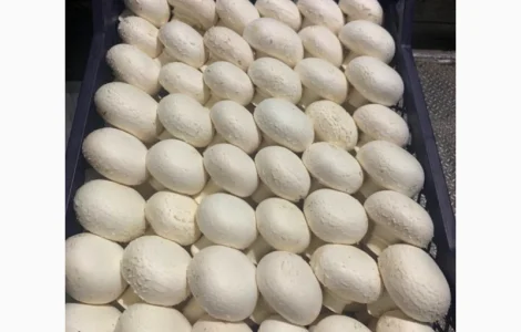 Шампіньйони гриби