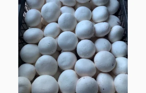 Шампіньйони свіжі печериці