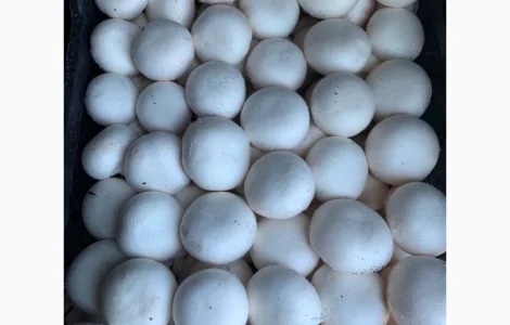 Шампіньйони, печериці, гриби. Оптом, Самовивіз