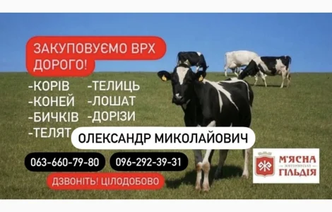 Житомирський мʼясокомбінат закуповує худобу коні телята ДОРОГО
