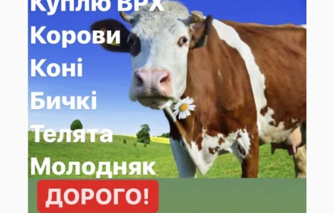Заготівля ВРХ та Коней по всій Київській та Житомирській областях! Дзвоніть ЦІЛОДОБОВО