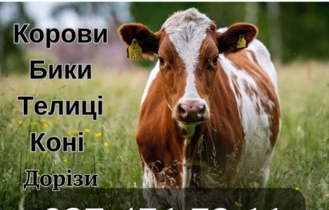 Закуповуємо ВРХ (корови, бики