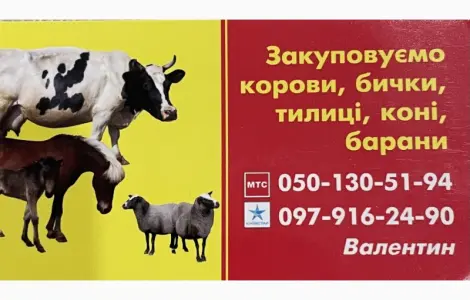 Закупаем КРС. Коровы. Быки. Тёлки. Лошади