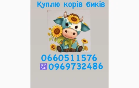 Куплю корів куплю биків