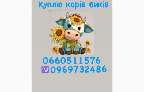 Куплю коров куплю быков