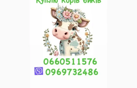 Куплю бичків коней поросят баранів корів