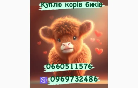 Куплю коней жеребців та кобил корів бичків