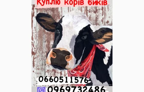 Дорого куплю коріа свиней биків баранів