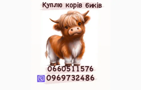 Куплю корів та баранів коней та бичків