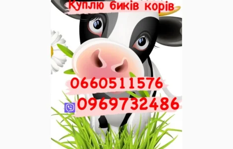 Куплю коней лошаків кобил та гавядину