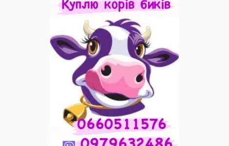 Закупка корів та биків любої породи