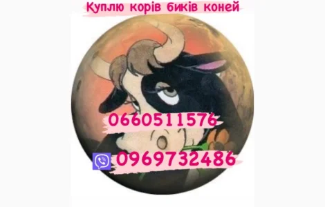 Куплю биків поросят дорого свиней свиноматки