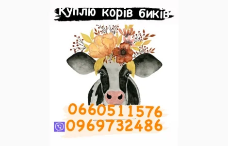 Куплю бичків баранів