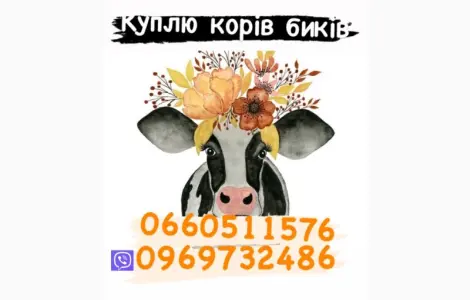 Куплю бичків баранів