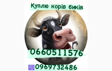 Купимо свиней свиноматок биків корів