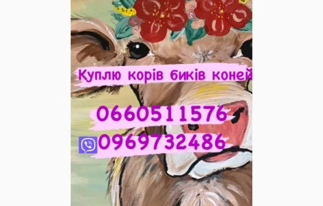 Куплю на м’ясо биків любої вагової категорії
