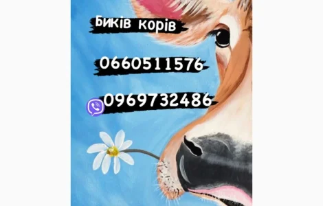 Куплю на м’ясо яловичину ( коров биків телят)