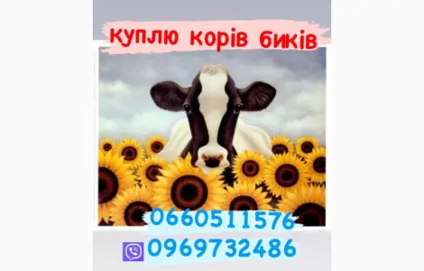 Куплю быков телят молодняк коров