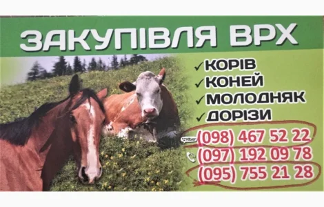 Куплю ВРХ (КОРОВЫ, БЫКИ, ЛОШАДИ) Живым весом, Житомир, Житомирская обл