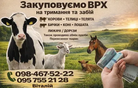 Куплю КРС (КОРОВЫ
