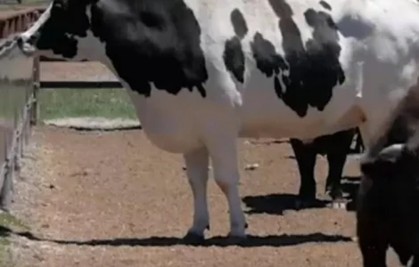 Купляємо : ВРХ, Корови, Телиці, Бички, Коні, Талята на мясо на Тримання