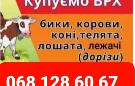 Врх, Корів, Коней, Лошат, Бичків, Телята На Мясо Та На Тримання, Корів, Коней, Лошат, Б