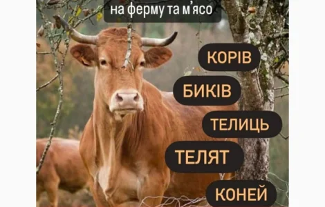 Корови коні