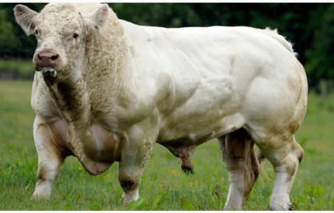 Закупаем КРС