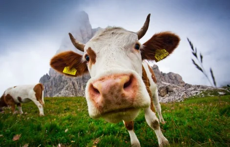 Закупка быков