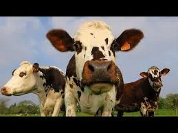 Закупка на мясо биків корів баранів усіх порід