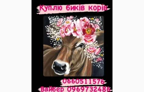Закупка биків телят та поросят