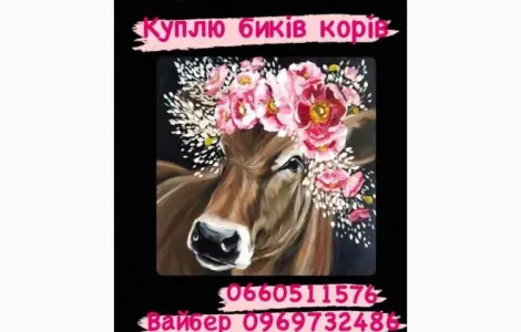 Закупка биків телят та поросят